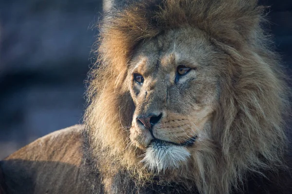 Ten zuidoosten Afrikaanse leeuw — Stockfoto