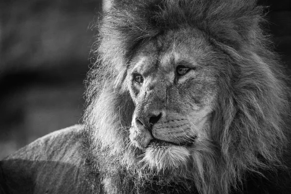 Southeast african lion — Stock Photo, Image