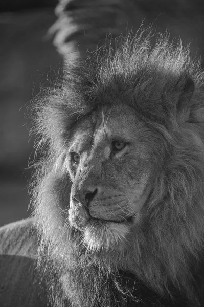 Ten zuidoosten Afrikaanse leeuw — Stockfoto