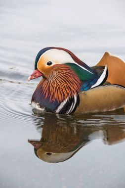 Erkek Mandarin ördeği