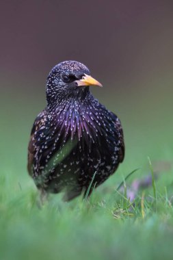 çimenlerin üzerinde oturan sığırcık kuşu