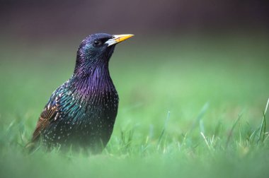çimenlerin üzerinde oturan sığırcık kuşu