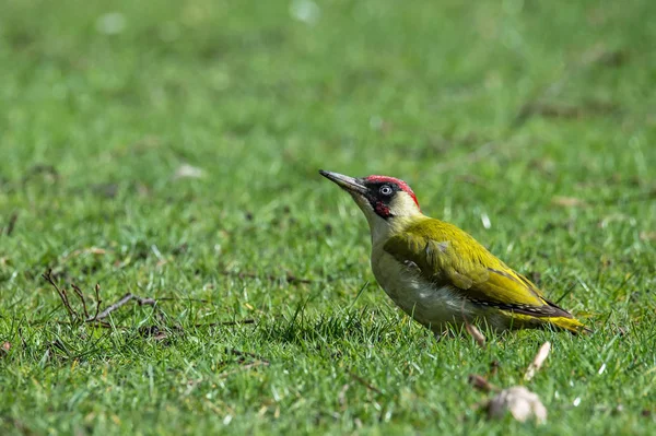 Pequeno pássaro na grama — Fotografia de Stock