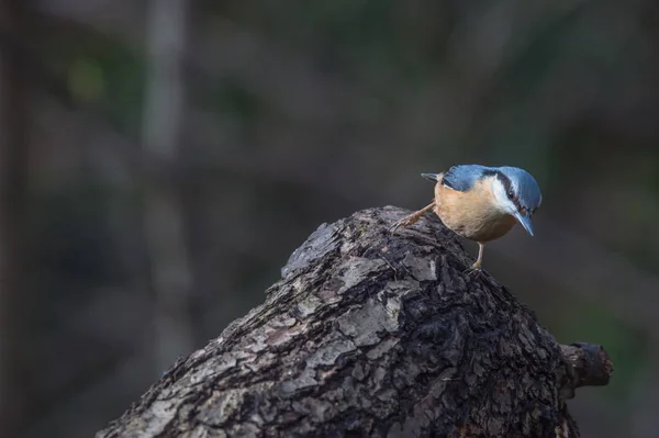 Pequeno pássaro nuthatch — Fotografia de Stock