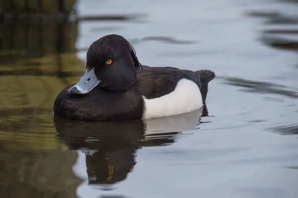 Männliche Büschelente — Stockfoto