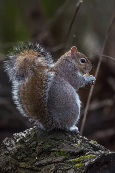 Små grå ekorren — Stockfoto