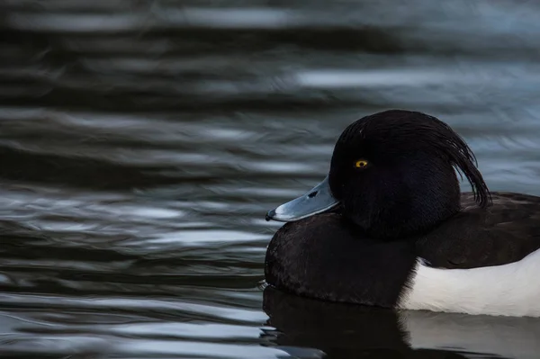 Männliche Büschelente — Stockfoto