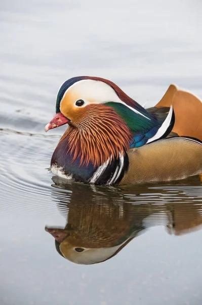 Männliche Mandarinenente — Stockfoto