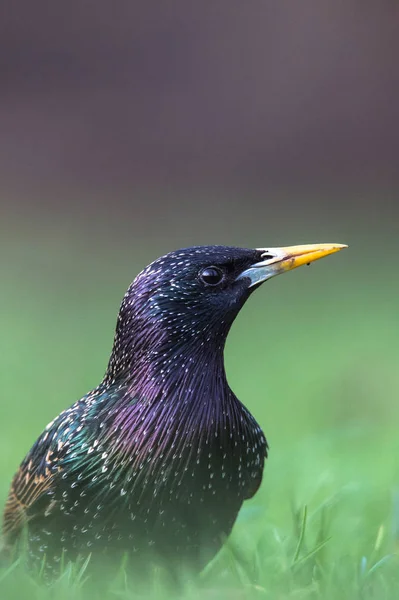 Çimenlerin üzerinde oturan sığırcık kuşu — Stok fotoğraf