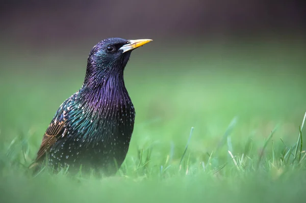 Estornino pájaro sentado en la hierba — Foto de Stock