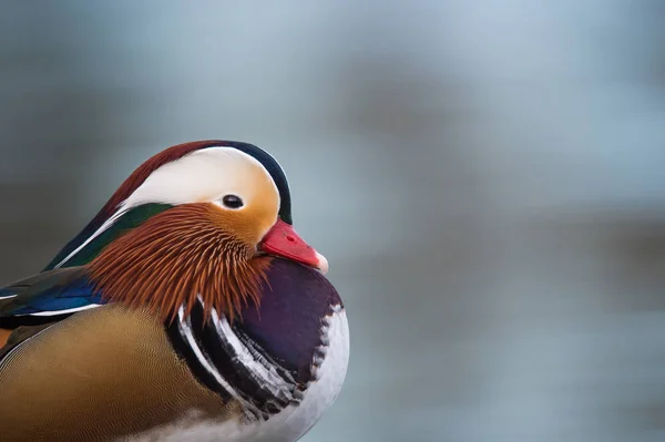 Männliche Mandarinenente — Stockfoto