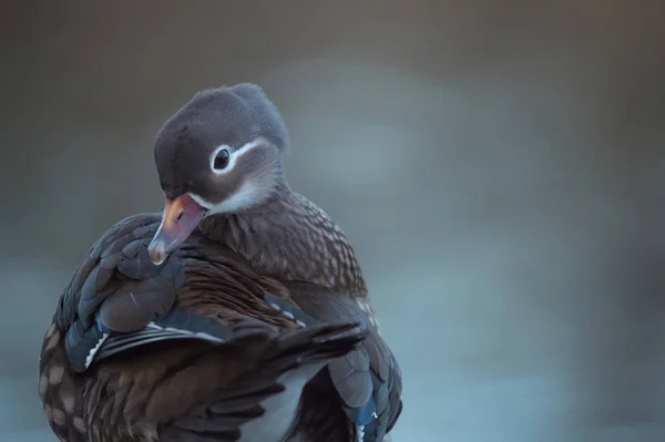 Female mandarin duck — Stock Photo, Image