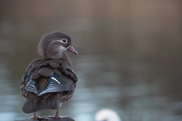 Canard mandarin femelle — Photo