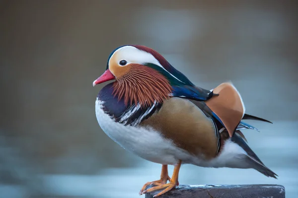 Männliche Mandarinenente — Stockfoto