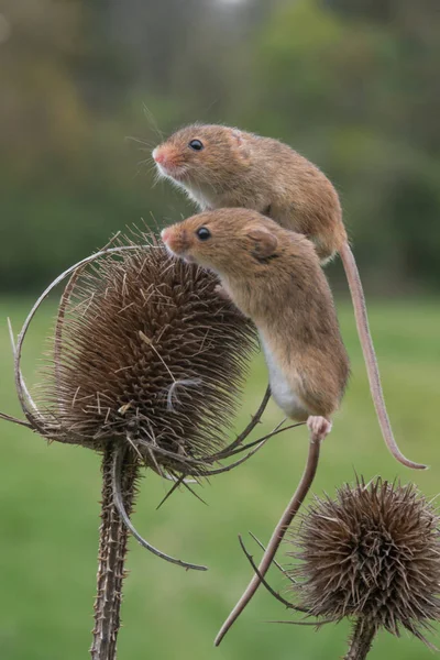 Dois ratos bonito colheita — Fotografia de Stock