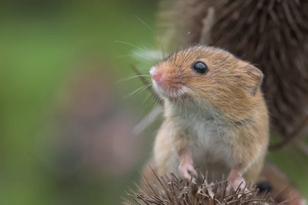 Rato bonito da colheita — Fotografia de Stock