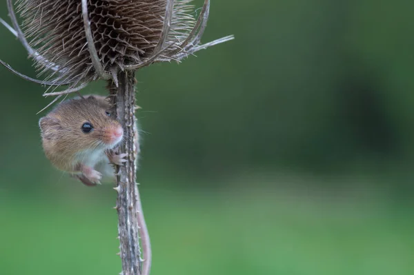 cute harvest mouse