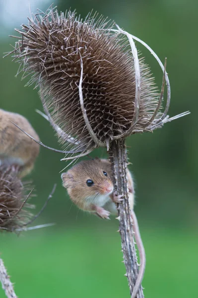 Rato bonito da colheita — Fotografia de Stock