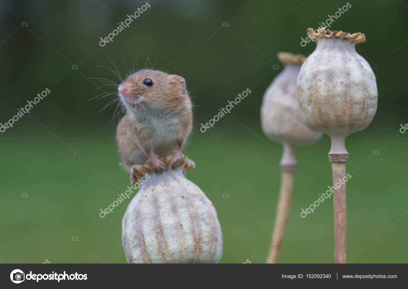 Cute Harvest Mouse Stock Photo Image By C Christopherpmcleod Cute Harvest Mouse Stock Photo Image By C Christopherpmcleod