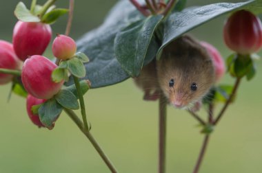 cute harvest mouse clipart