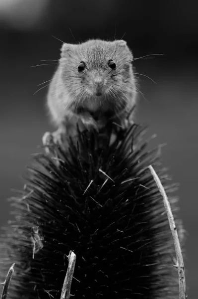 Roztomilý sklizeň myš — Stock fotografie