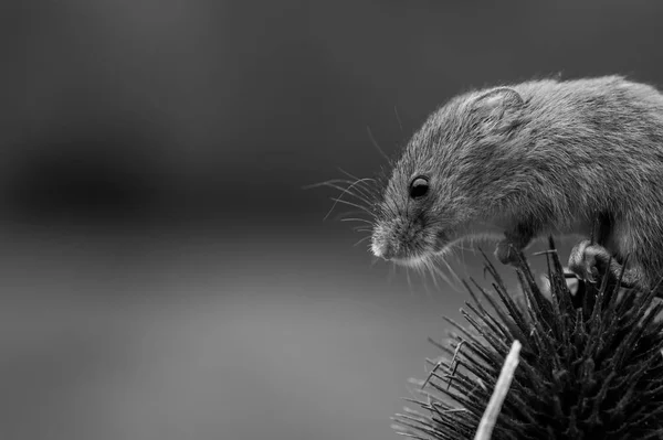 Rato bonito da colheita — Fotografia de Stock