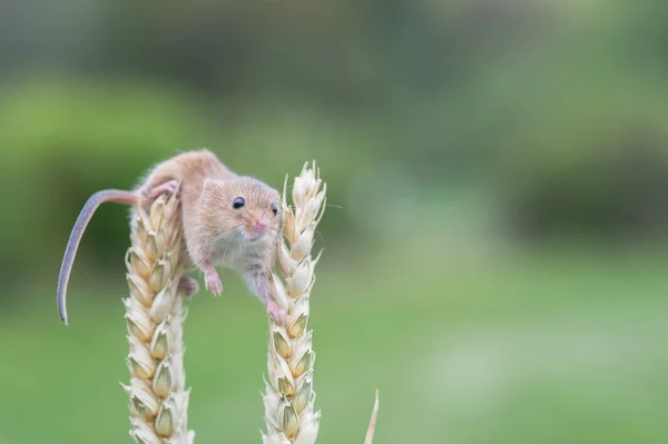 かわいいカヤネズミ — ストック写真