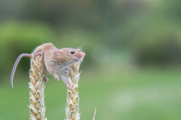 Lindo ratón de cosecha —  Fotos de Stock