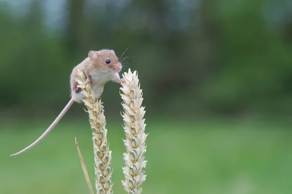 Rato bonito da colheita — Fotografia de Stock