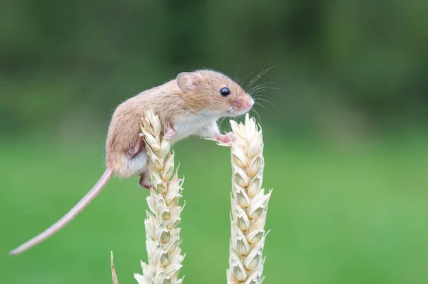 Rato bonito da colheita — Fotografia de Stock