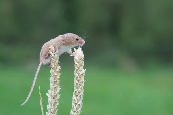 Rato bonito da colheita — Fotografia de Stock