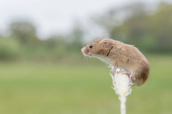 Draguta Harvest Mouse — Fotografie, imagine de stoc