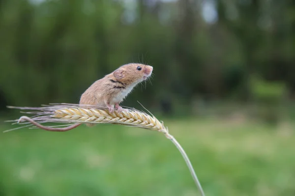 Rato bonito da colheita — Fotografia de Stock