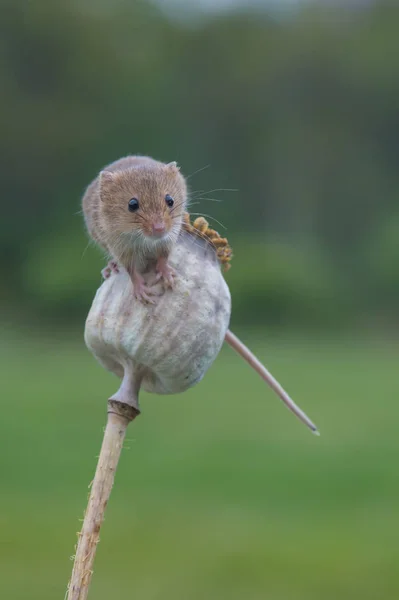 Rato bonito da colheita — Fotografia de Stock