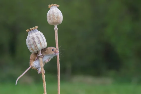 Rato bonito da colheita — Fotografia de Stock