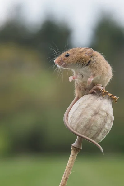 Rato bonito da colheita — Fotografia de Stock