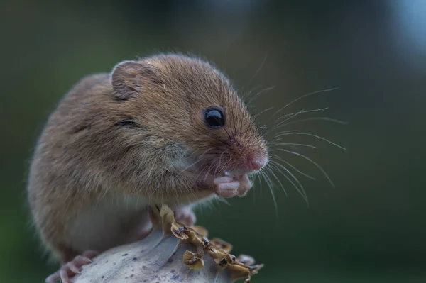 Rato bonito da colheita — Fotografia de Stock