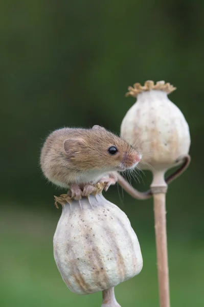 Rato bonito da colheita — Fotografia de Stock