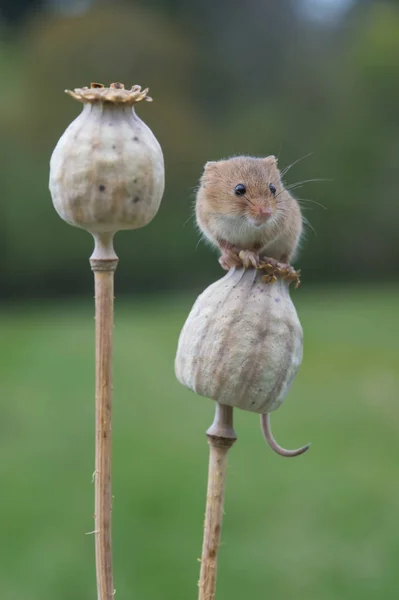 Cute harvest mouse — Stock Photo, Image