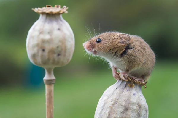 Draguta Harvest Mouse — Fotografie, imagine de stoc