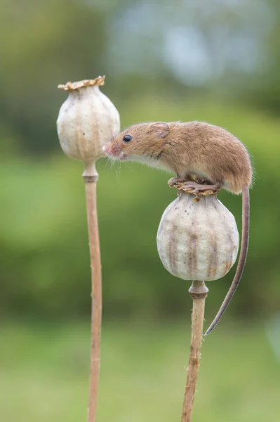 Cute harvest mouse — Stock Photo, Image