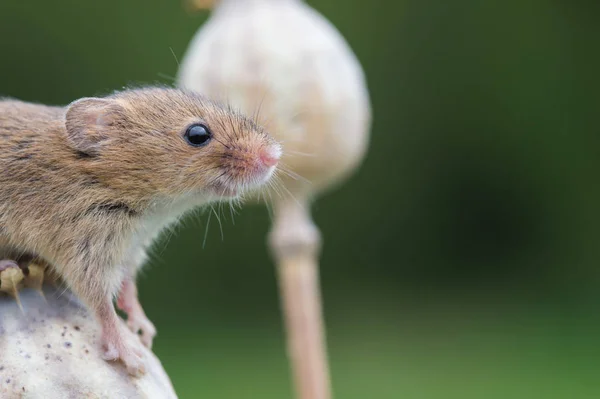Draguta Harvest Mouse — Fotografie, imagine de stoc