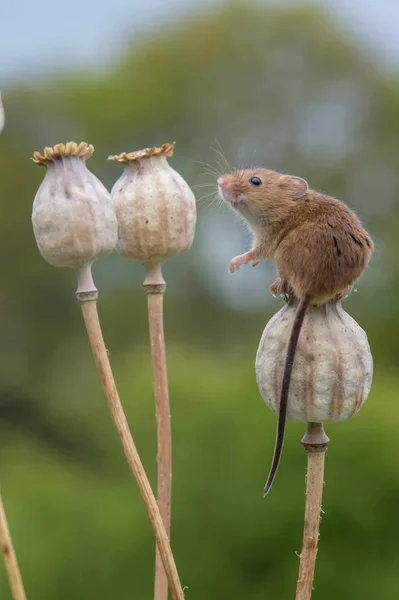 cute harvest mouse