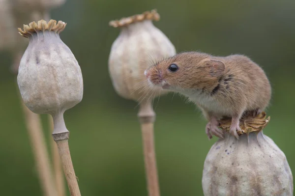 cute harvest mouse