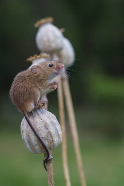 Rato bonito da colheita — Fotografia de Stock