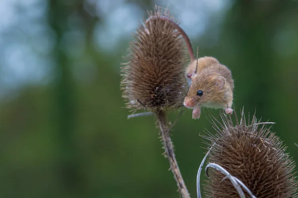 Rato bonito da colheita — Fotografia de Stock