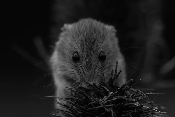 Roztomilý sklizeň myš — Stock fotografie