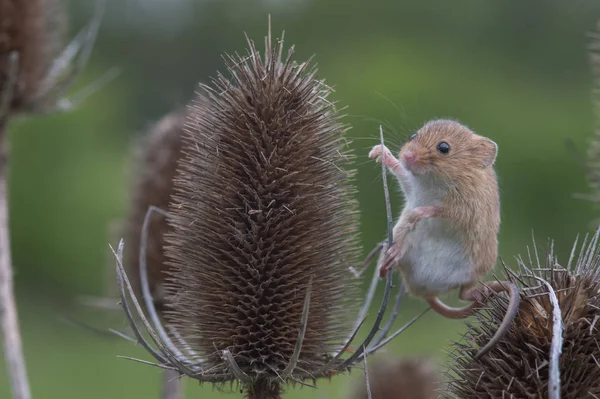 Rato bonito da colheita — Fotografia de Stock