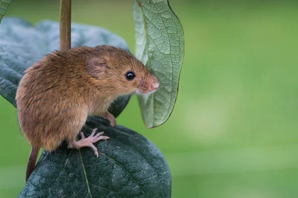 Rato bonito da colheita — Fotografia de Stock