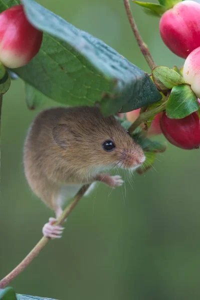 Rato bonito da colheita — Fotografia de Stock